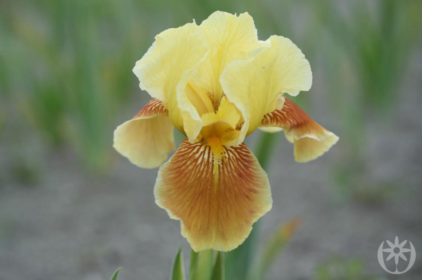 Iris germanica 'Golden Muffin'